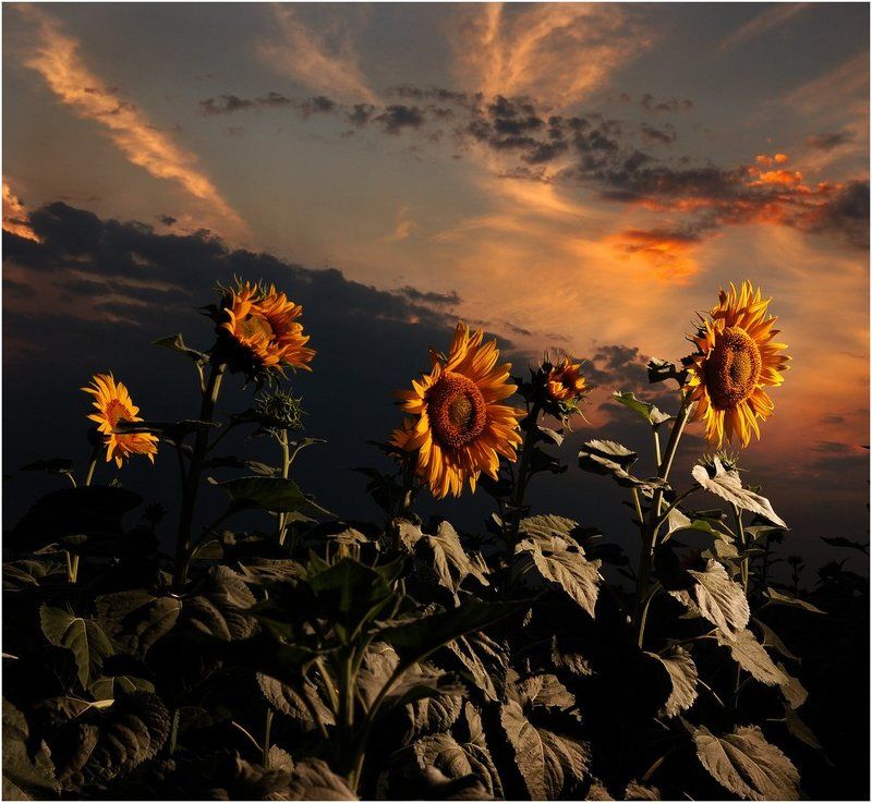 поле ПОДСОЛНУХИphoto preview