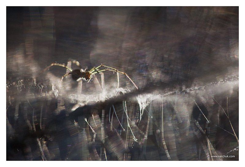 Верхом на северном сиянииphoto preview