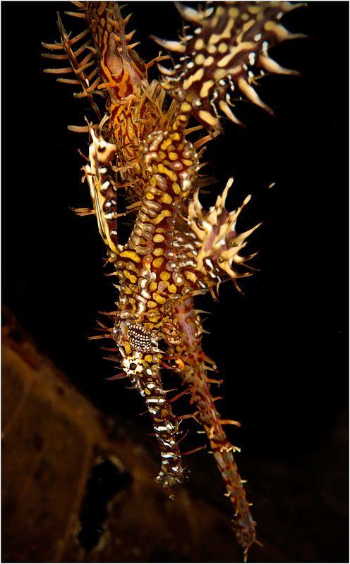 harlequin ghost pipefish, philippines, negros, diving,арлекин трубкорыл, негрос, филиппины Из жизни приведений...photo preview