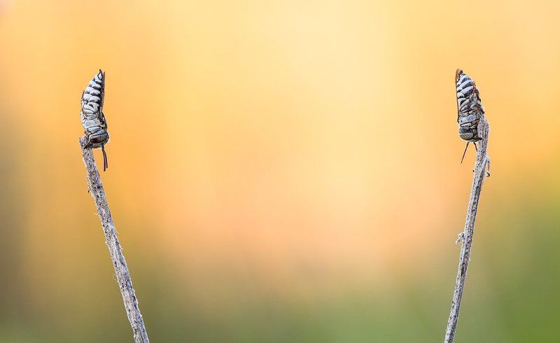 himenoptera Coelioxys afraphoto preview