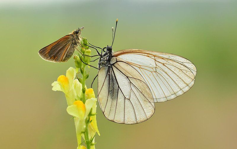 Маленький паж белой королевыphoto preview