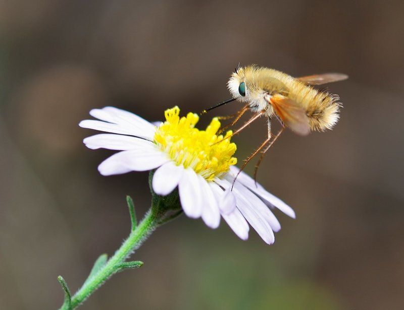 nikon, d7000, macro, asia, kazakhstan, nature, wildlife, insect, beefly, diptera, макро, насекомое, жужжало, казахстан, природа, азия Буратино и его чернилаphoto preview