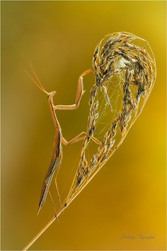 Маэстро за арфойphoto preview