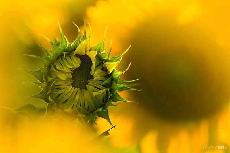 nature, canon, yellow, sunflowers, seeds, summer, sunset New Sunsphoto preview