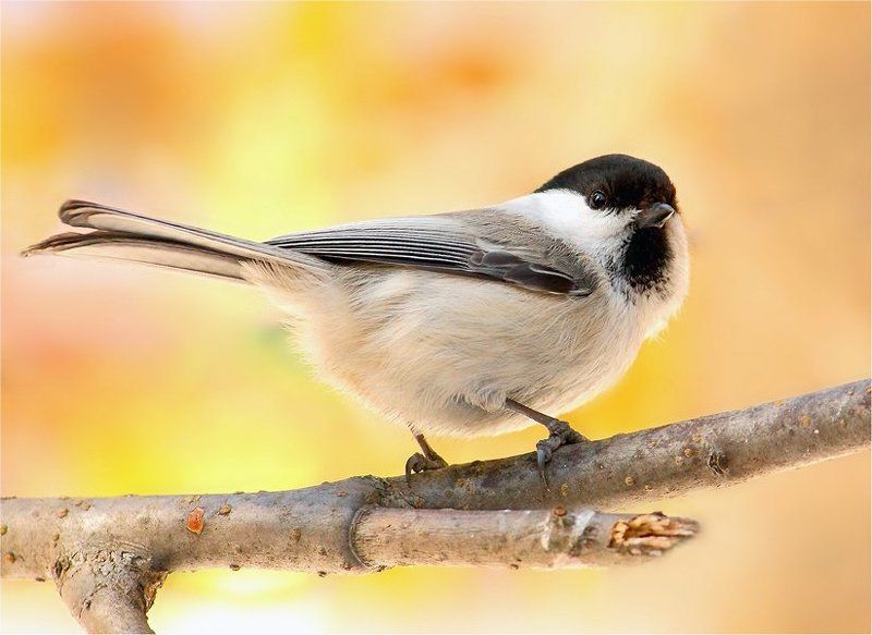 ..просто Гаичка..)) фото превью