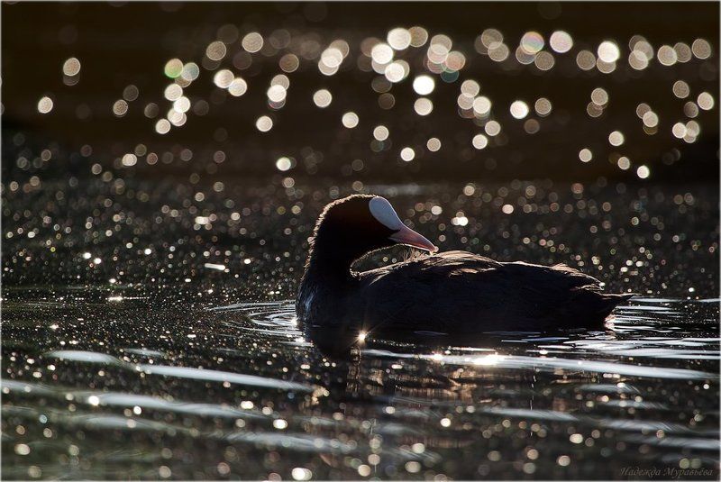 птица, лысуха, fulica, atra Небо в алмазахphoto preview