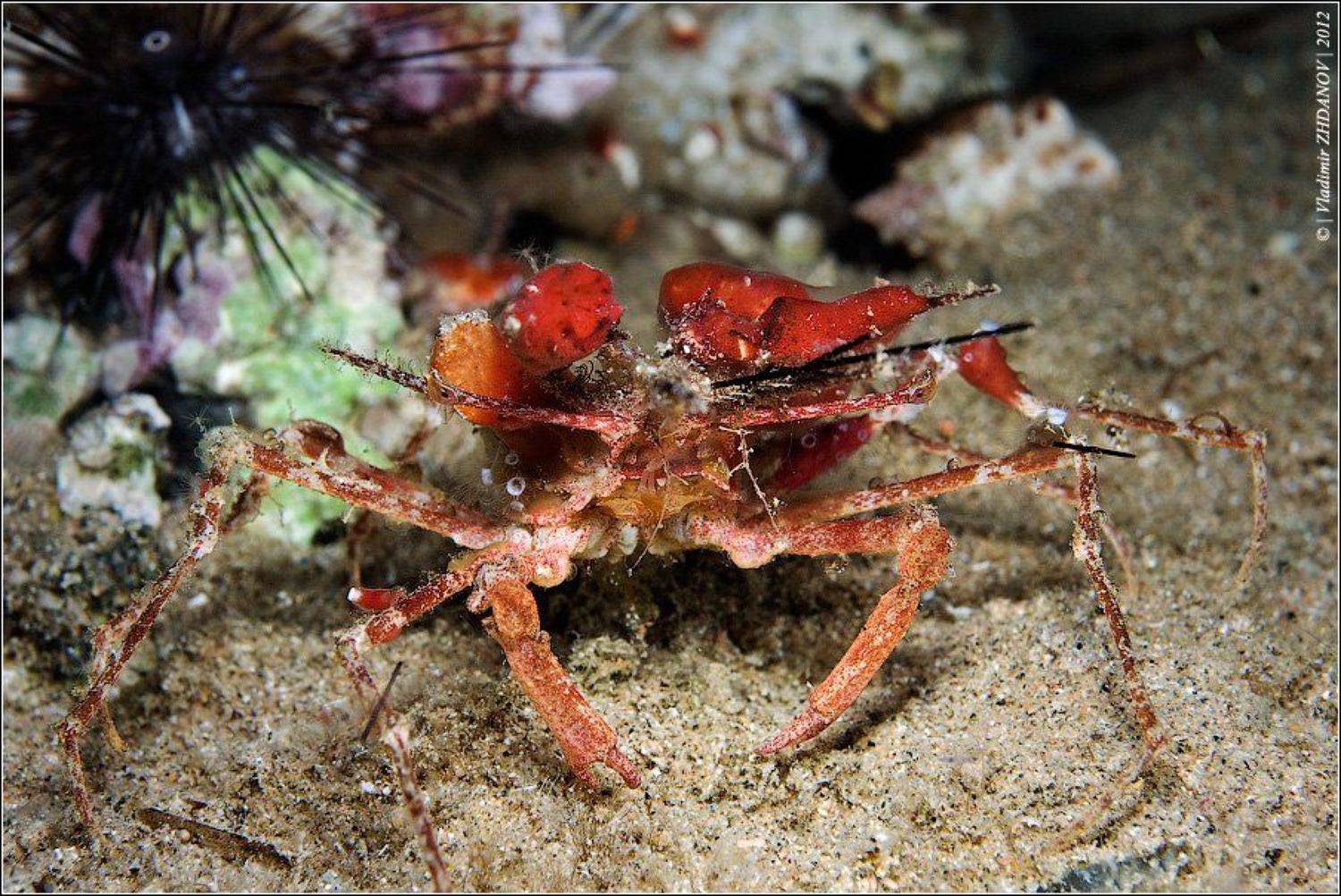 Краб-Губконос или Чёрт те что, и сбоку бантик.... Автор: Владимир Жданов , Владимир Жданов