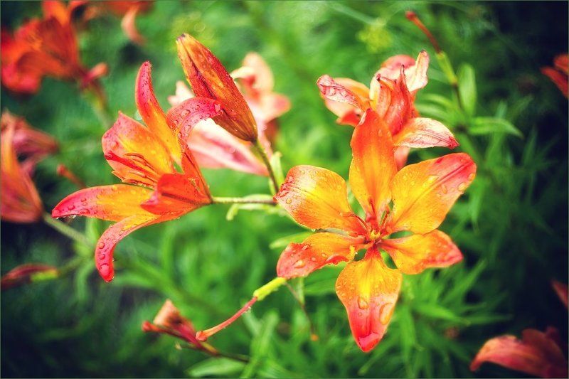 Лилииphoto preview