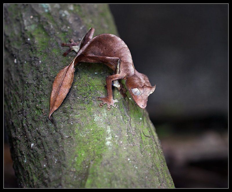 геккон, мадагаскар Геккон (2)photo preview