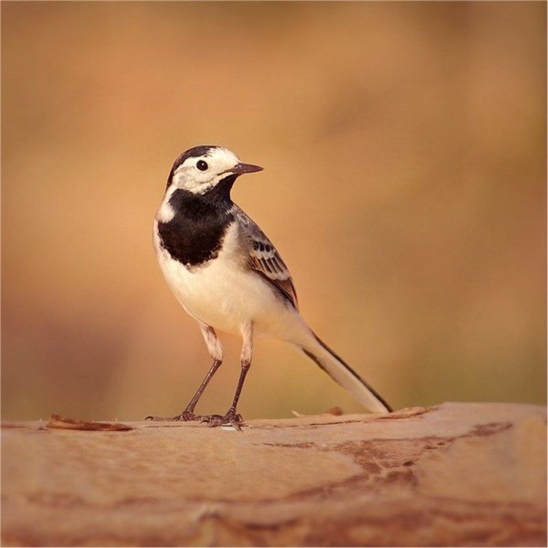 ...подиум..)) фото превью