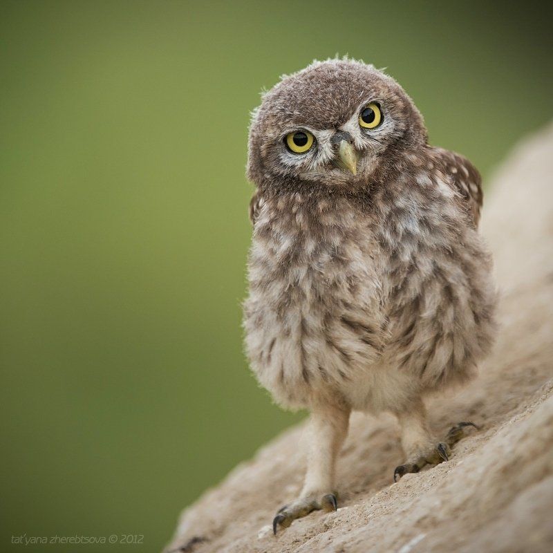 сыч, домашний Сычикphoto preview