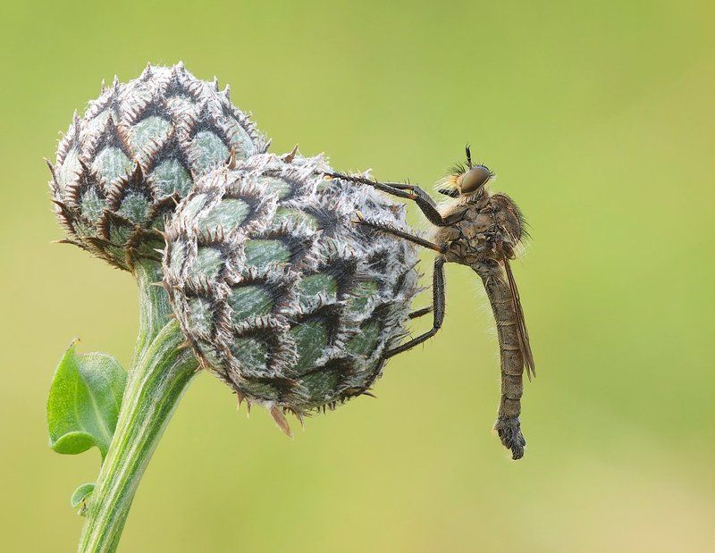 продавец арбузов.....photo preview