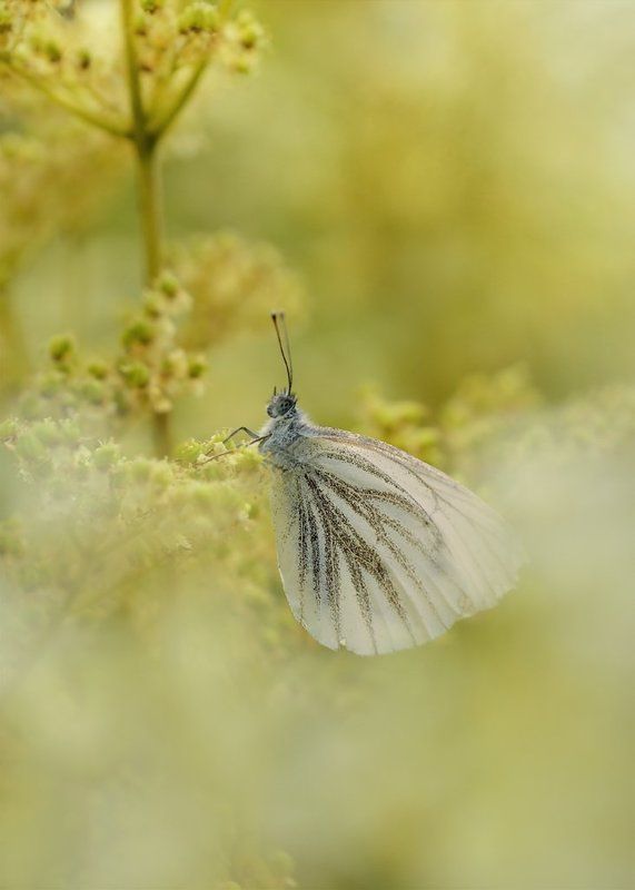 Грезы туманныеphoto preview