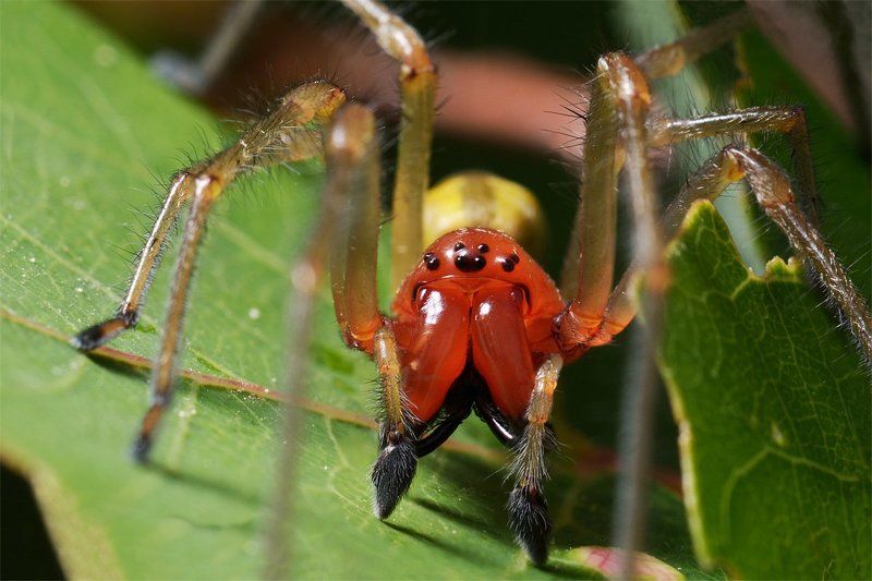 nikon, d7000, macro, asia, kazakhstan, nature, wildlife, spider, cheiracanthium, arthropoda, arachnida, казахстан, природа, азия, паук, макро Желатиновый разбойникphoto preview