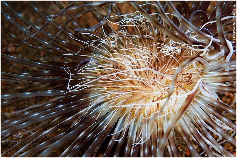 Горгонаphoto preview