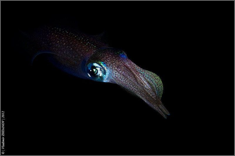 кальмар, красное, море, египет, дахаб, подводное, фото, ночное, погружение Night Hunterphoto preview