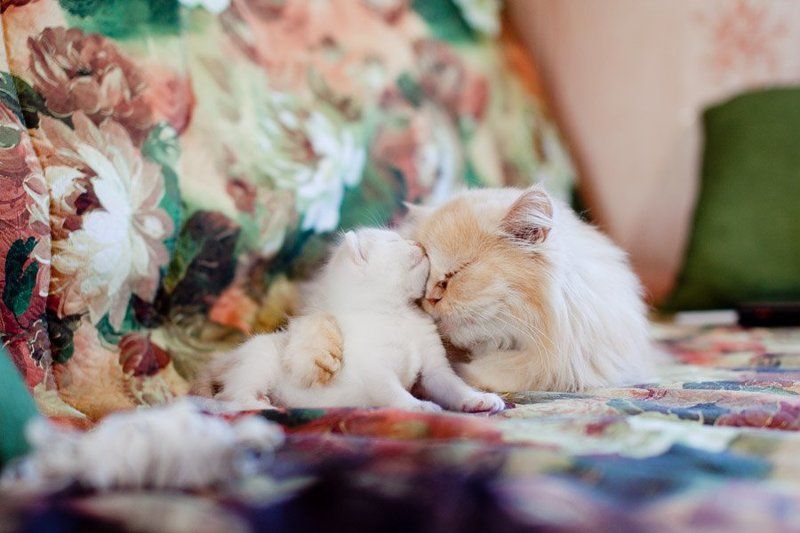 кошки Lovephoto preview