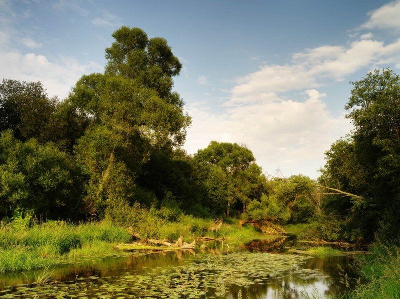 Кувшинки на Пахре июльским вечеромphoto preview
