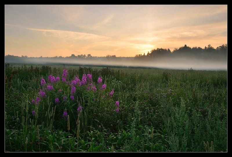 утро, рассвет, туман, иван-чай ИВАН-ЧАЙphoto preview