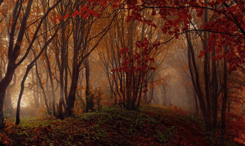 Немного осени...photo preview