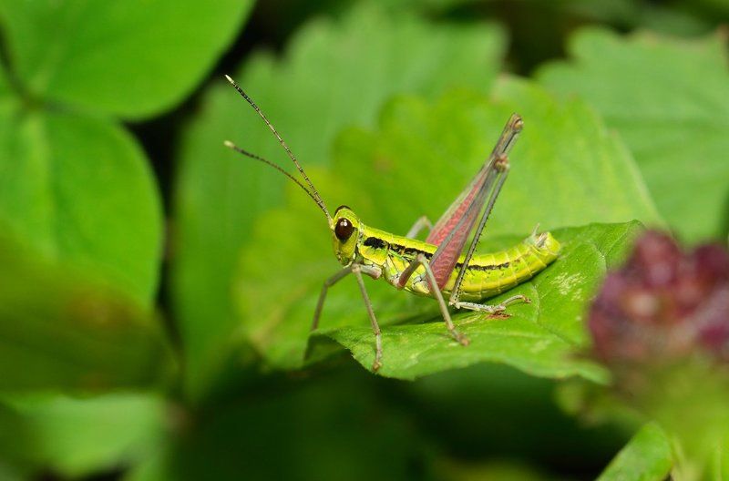 nikon, d7000, macro, close-up, nature, insect, orthoptera, enzifera, bush cricket, макро, кузнечик, насекомое, природа Длинноногий глазастикphoto preview