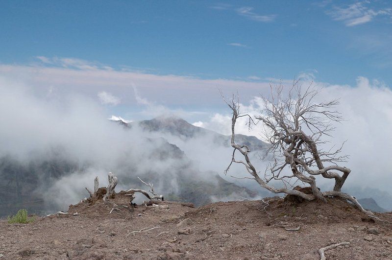 madeira, мадейра, ruivo Only one...photo preview