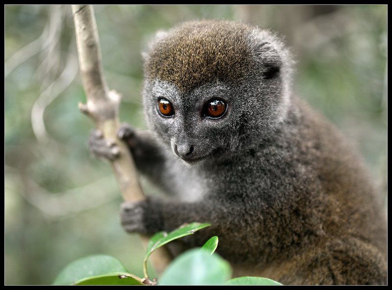 мадагаскар, лемур Бамбуковый Лемур (2)photo preview