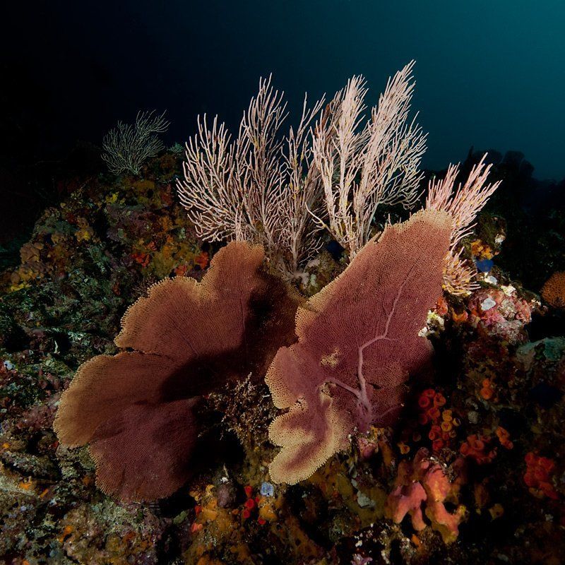 underwater Воспоминанияphoto preview