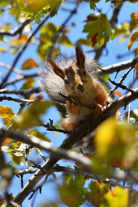 nikon, d7000, macro, close-up, nature, mammal, animal, squirrel, kazakhstan, tien-shan, белка, природа, животные, фотоохота, казахстан Векшаphoto preview