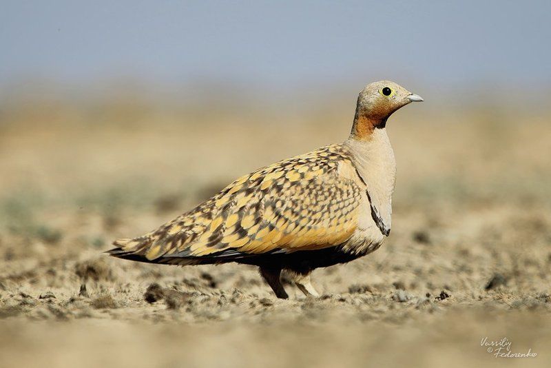 птицы, рябок, чернобрюхий, pterocles, orientalis В поисках водыphoto preview