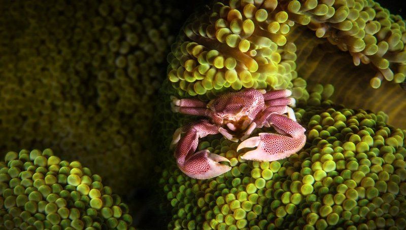 краб,бали. Живу я здесьphoto preview