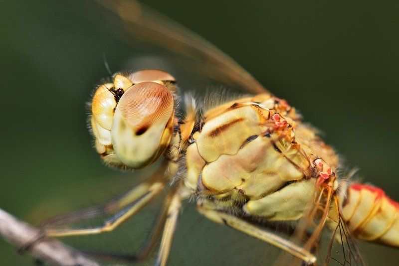 nikon, d7000, dragonfly, macro, close-up, nature, insect, odonata, стрекоза, макро, природа, насекомое Боевая единица ВВСphoto preview