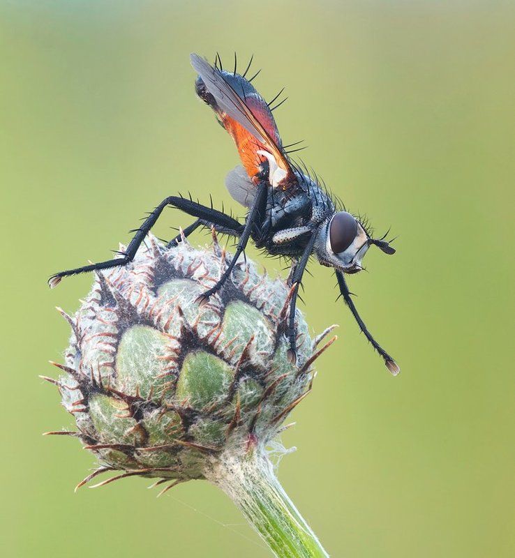 дай, друг, на счастье лапу мне :-)photo preview