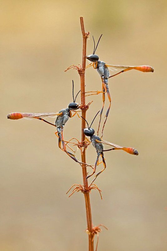 himenoptera The teamphoto preview