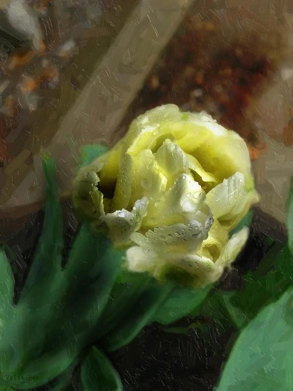 Солнечный тюльпан фото превью