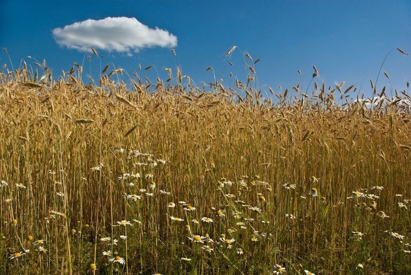 рожь, ромашки, небо, облако, зной Ржаной полденьphoto preview