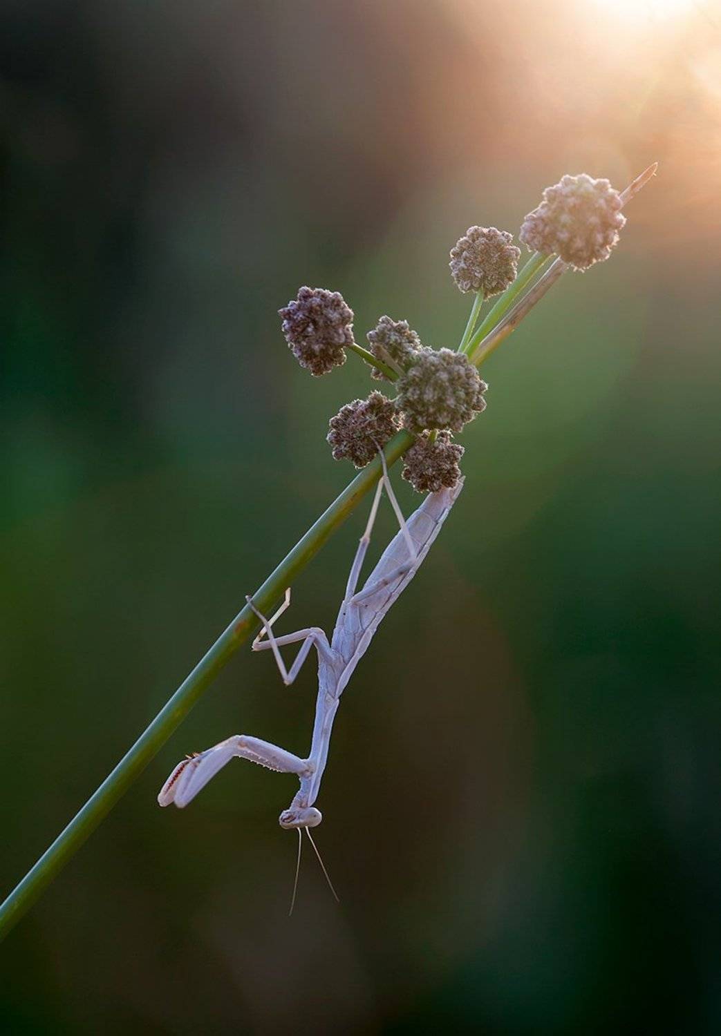 mantodea, 5d, mkii, 100mm l is, canon, macro, Remus Moise