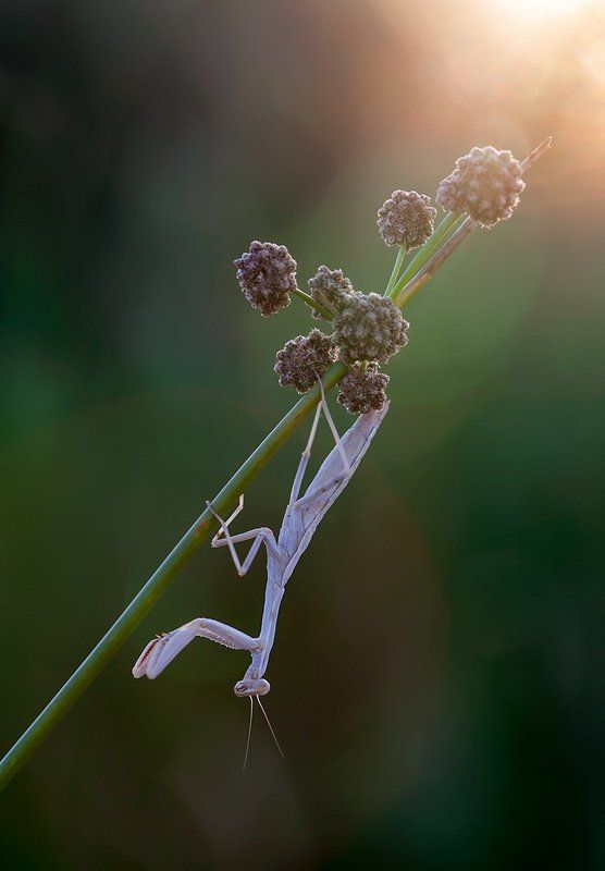 mantodea, 5d, mkii, 100mm l is, canon, macro Mantisphoto preview