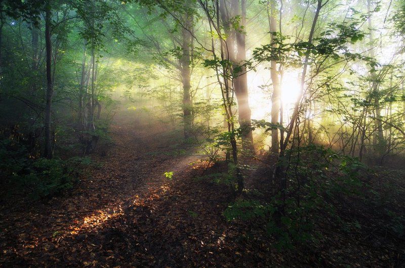 Утро в лесу...photo preview