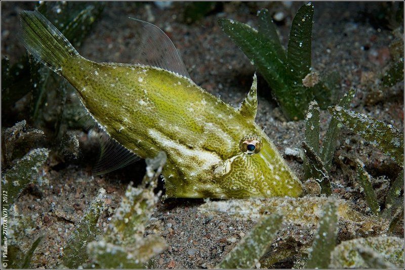 рыба, единорог, красное, море, египет, дахаб, подводное, фото, ночное, погружение - Водоросля я... (уныленько так)photo preview