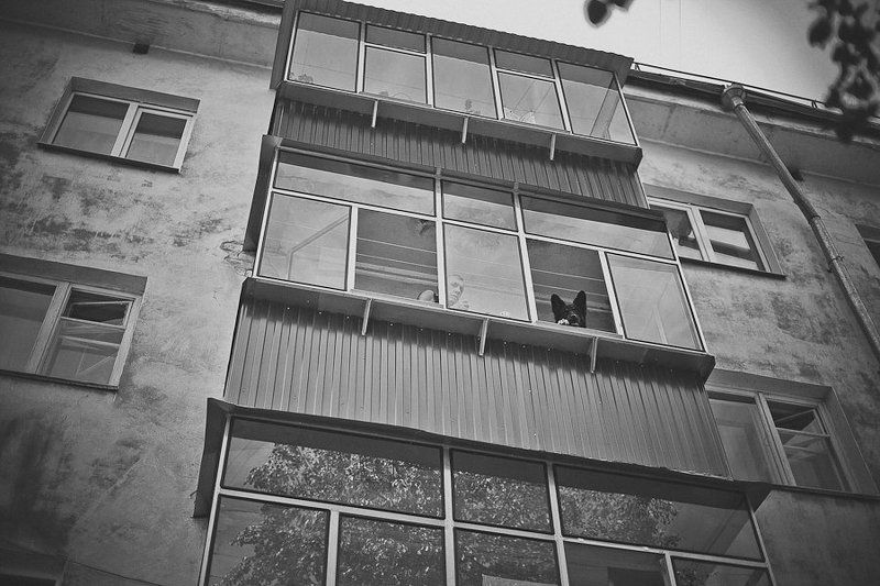 собака, человек, наблюдение watchersphoto preview