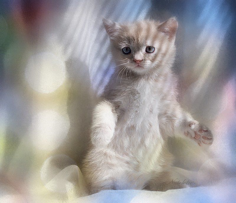 натюрморт, цветы, , котята, британцы Солнечные кремчики фото превью