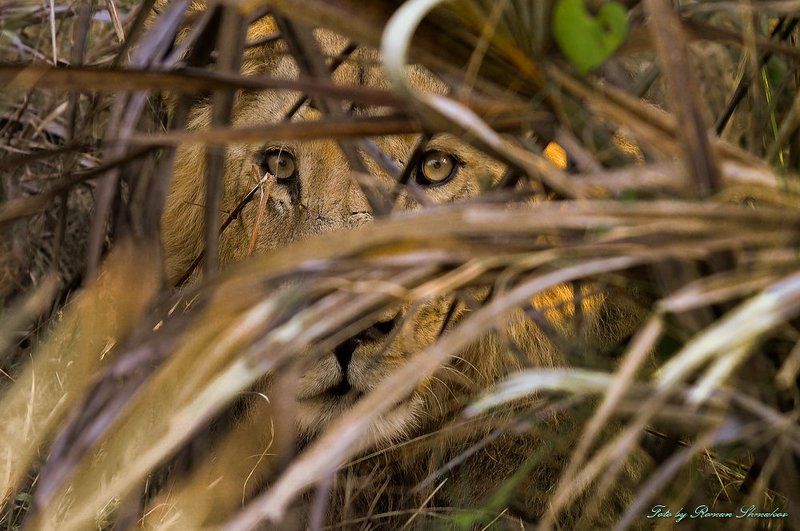 Взглядphoto preview