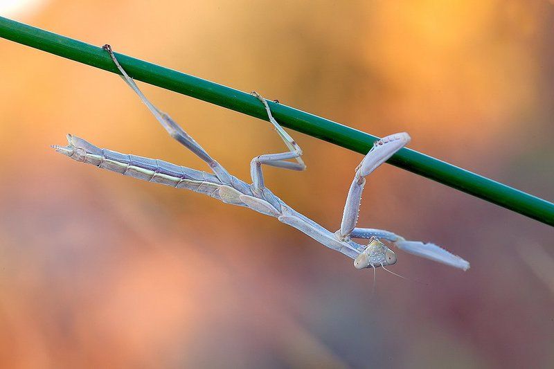 mantodea, mantis, 5dmkii, 100mm l is, canon, macro, madrid, spain Mantis religiosaphoto preview