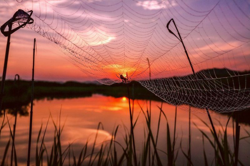 вечер, паук, паутина ***photo preview