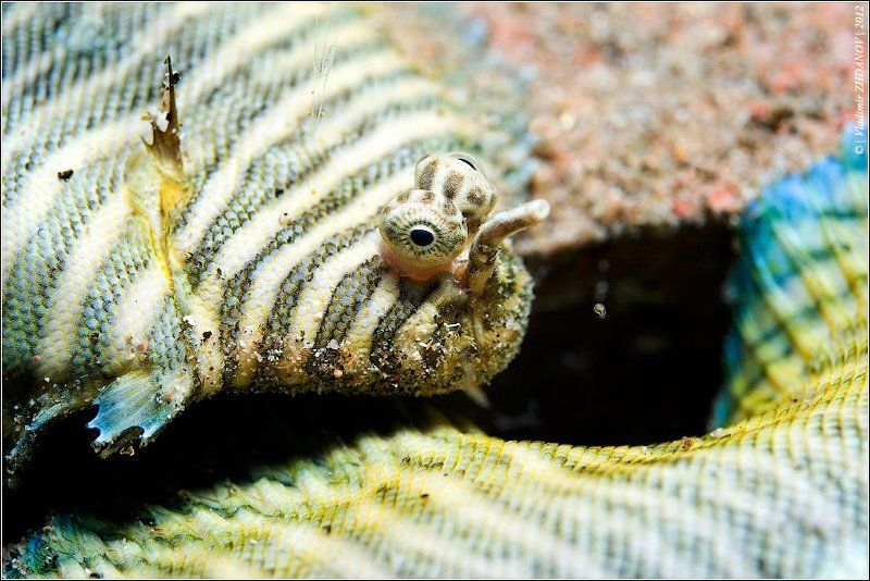 soleichthys, heterorhinos, вanded, sole, тигровый, солеихт, рыба, красное, море, египет, дахаб, подводная съёмка, ночное, погружение Про самотканые коврики...photo preview