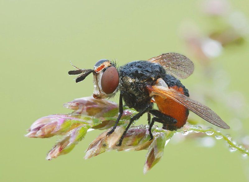 муха - янтарное брюхо...photo preview