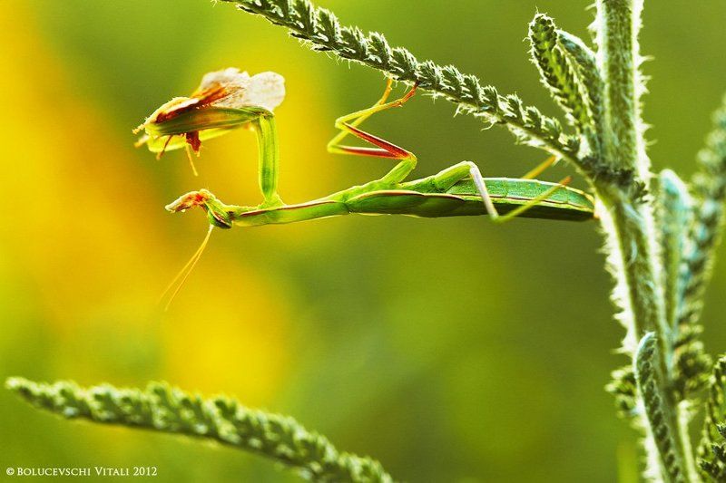 молдова, природа, bolucevschi, насекомое, макро Обжора богомолphoto preview