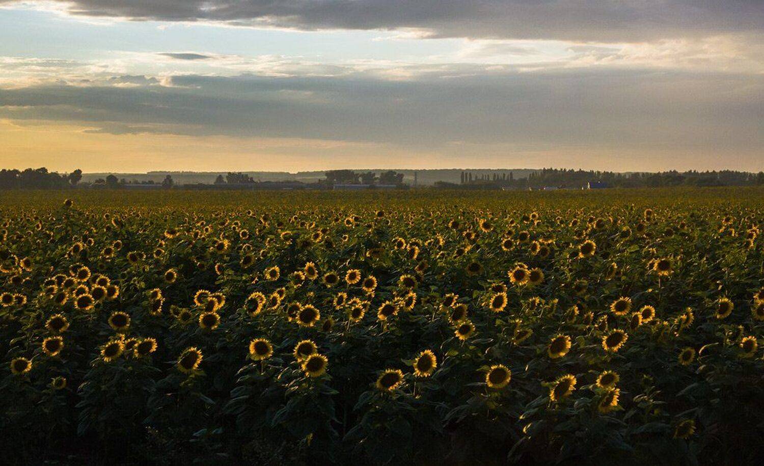 * * *. Автор: Сергей Полукаров , Сергей Полукаров