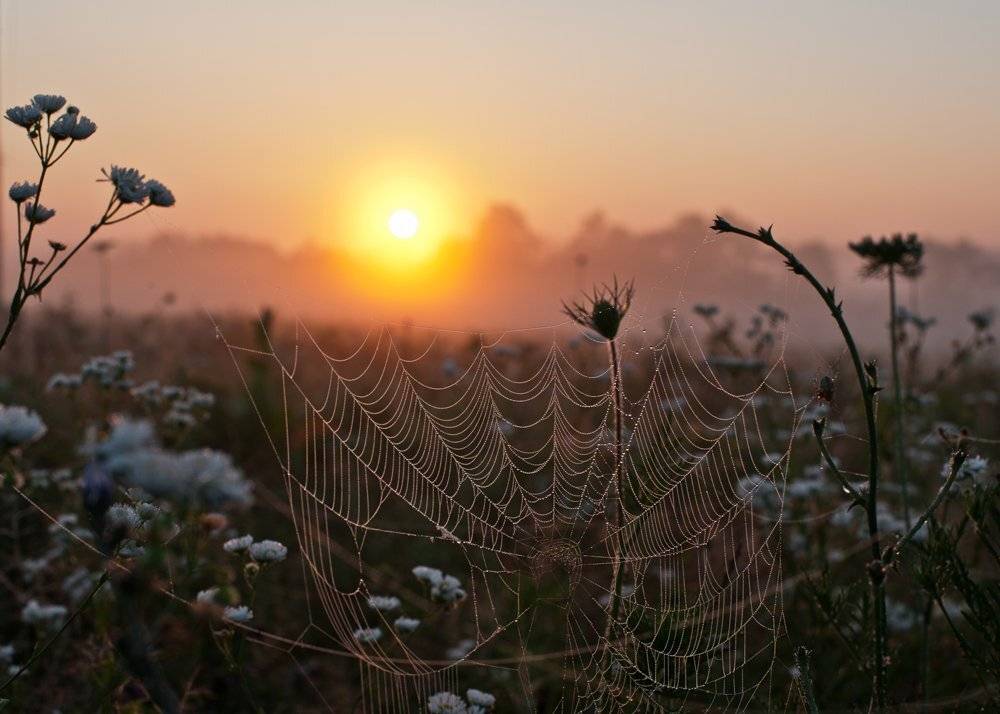 ***. Автор: Светлана Щемелева , Светлана Щемелева